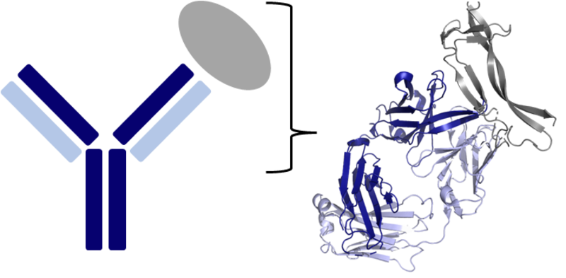 Y Shaped antibody bound to its target antigen / Detail of binding 'arms' of antibody